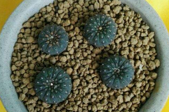 士童如何播种，掌握四个步骤播种发芽只需一周