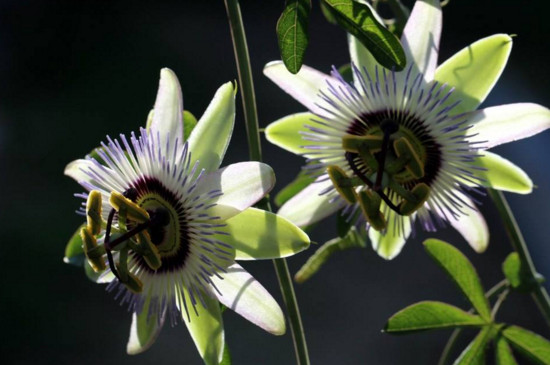 时钟花的花语,高贵踏实爱你在身边(传说故事)