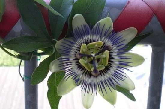 时钟花的花语,高贵踏实爱你在身边(传说故事)