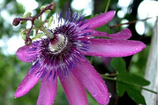 时钟花的花语,高贵踏实爱你在身边(传说故事)