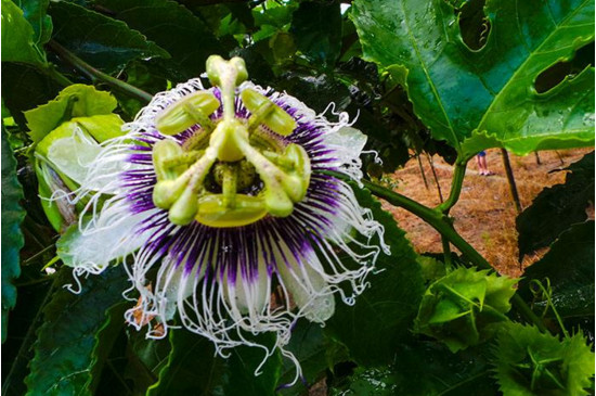 时钟花的花语,高贵踏实爱你在身边(传说故事)