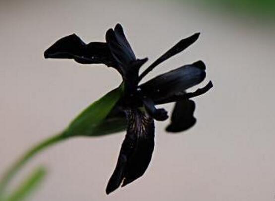 23种世上最黑最黑的花，盘点世上紫到发黑的花朵