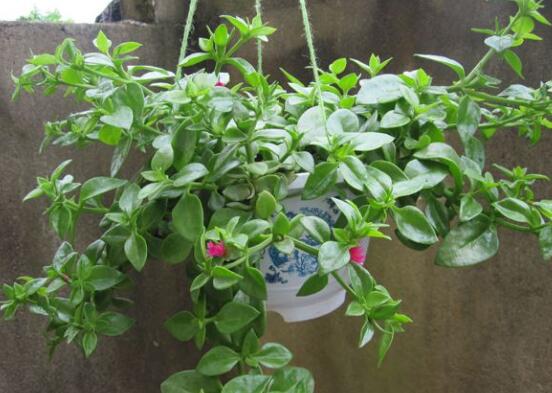 樱花吊兰如何养，五大养护技巧让它花开满盆