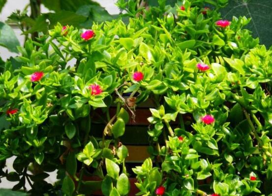 樱花吊兰如何养，五大养护技巧让它花开满盆