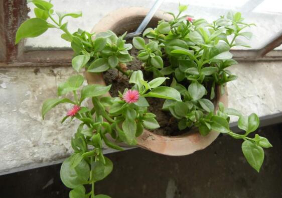 樱花吊兰如何养，五大养护技巧让它花开满盆