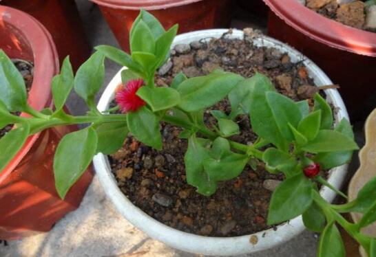 樱花吊兰如何养，五大养护技巧让它花开满盆