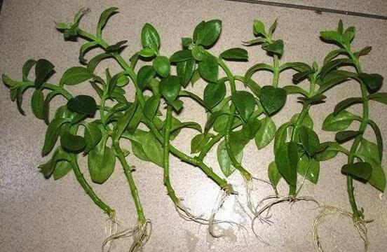 樱花吊兰如何养，五大养护技巧让它花开满盆