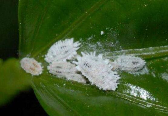 樱花吊兰如何养，五大养护技巧让它花开满盆