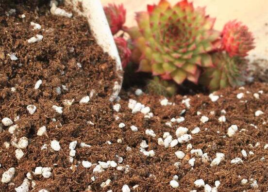 自制多肉营养土的办法，保持透气透水/固根性和有机质