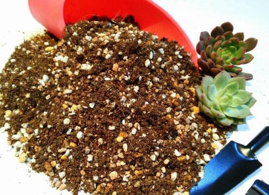 自制多肉营养土的办法，保持透气透水/固根性和有机质