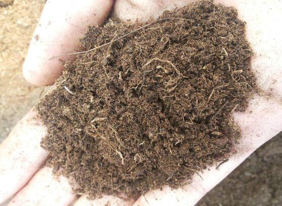 草炭土是什么，具体介绍草炭土的种类以及作用