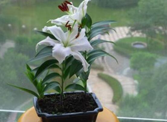 草炭土是什么，具体介绍草炭土的种类以及作用