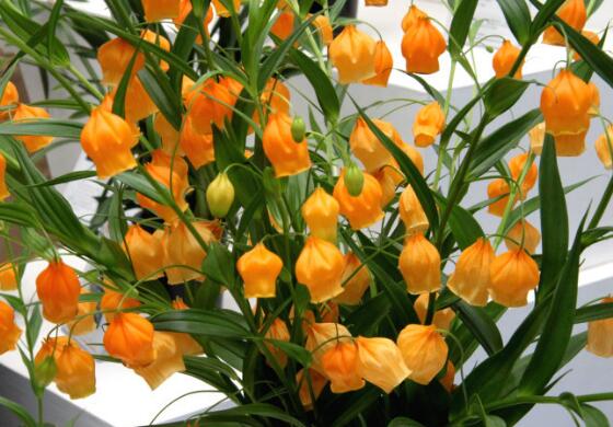 宫灯百合的繁殖办法，播种和种球繁殖(附养护技巧)