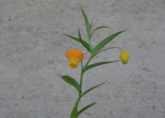 宫灯百合的繁殖办法，播种和种球繁殖(附养护技巧)