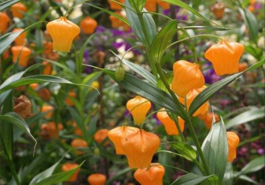 宫灯百合的繁殖办法，播种和种球繁殖(附养护技巧)