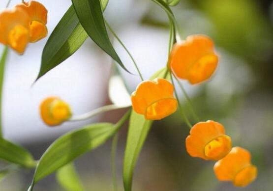 宫灯百合的繁殖办法，播种和种球繁殖(附养护技巧)