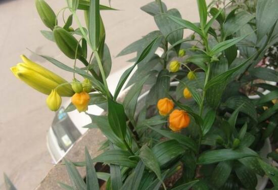 宫灯百合的繁殖办法，播种和种球繁殖(附养护技巧)