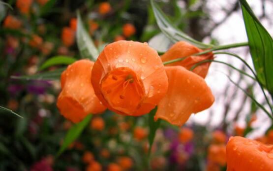 宫灯百合的繁殖办法，播种和种球繁殖(附养护技巧)