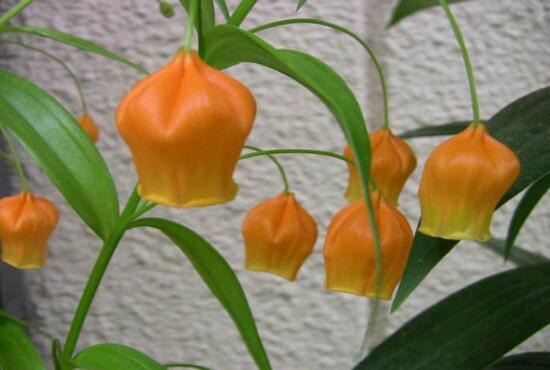 宫灯百合的繁殖办法，播种和种球繁殖(附养护技巧)