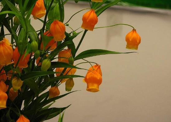 宫灯百合的繁殖办法，播种和种球繁殖(附养护技巧)