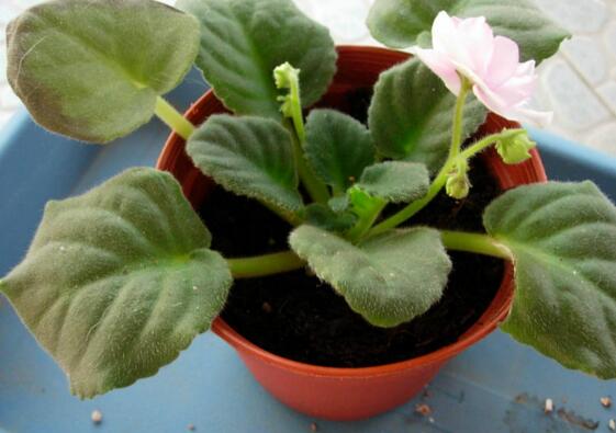 非洲堇的换盆办法，选盆选土修根换盆四步处理