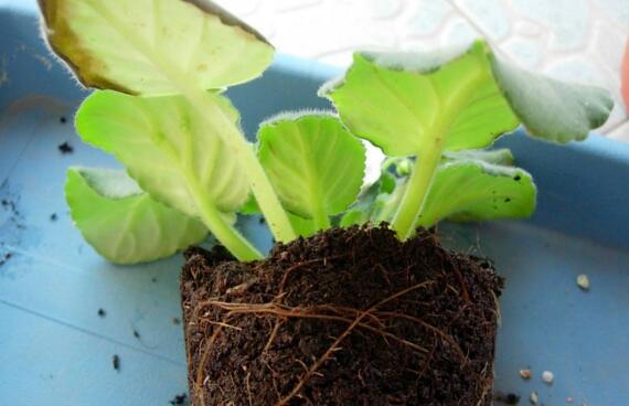 非洲堇的换盆办法，选盆选土修根换盆四步处理