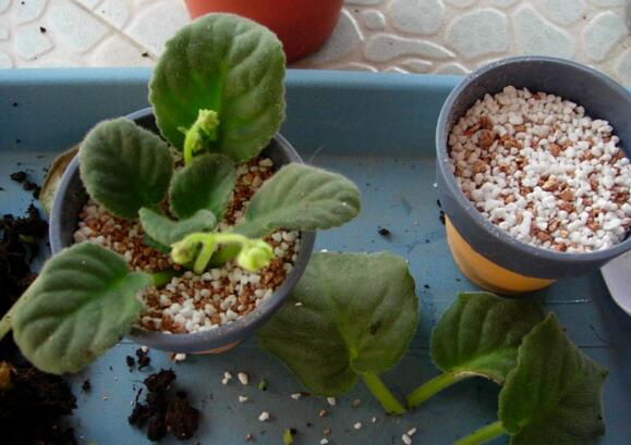 非洲堇的换盆办法，选盆选土修根换盆四步处理