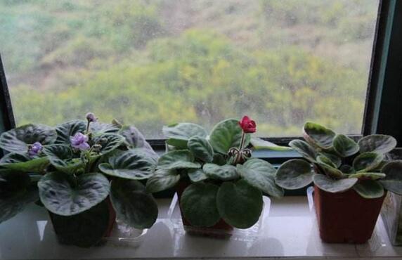 非洲堇的换盆办法，选盆选土修根换盆四步处理