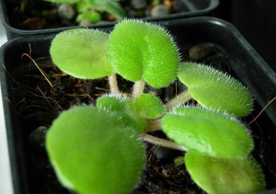 非洲堇的换盆办法，选盆选土修根换盆四步处理