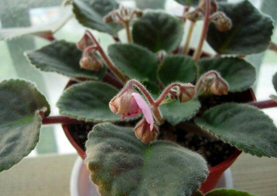 非洲堇的换盆办法，选盆选土修根换盆四步处理