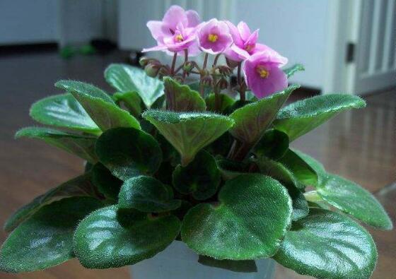 非洲堇的换盆办法，选盆选土修根换盆四步处理