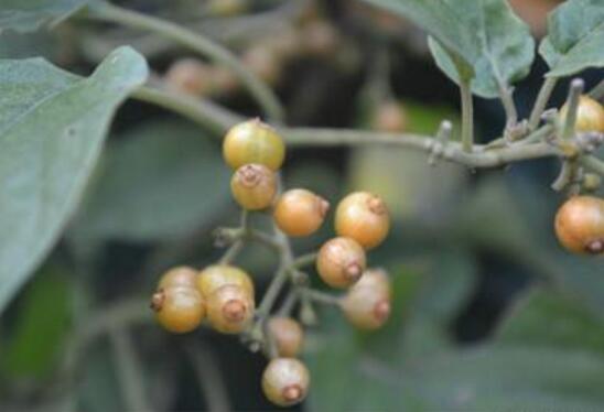 鸡屎藤的繁殖办法，播种扦插皆可(附养护技巧)