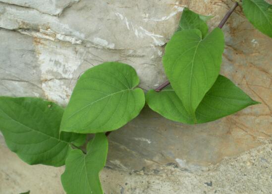 鸡屎藤的繁殖办法，播种扦插皆可(附养护技巧)