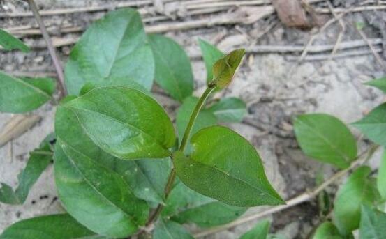 鸡屎藤的繁殖办法，播种扦插皆可(附养护技巧)