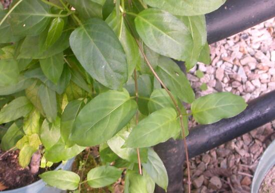 鸡屎藤的繁殖办法，播种扦插皆可(附养护技巧)