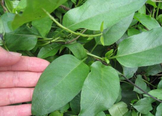 鸡屎藤的繁殖办法，播种扦插皆可(附养护技巧)