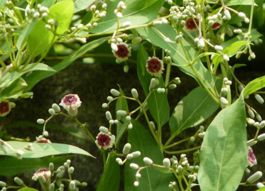 鸡屎藤的繁殖办法，播种扦插皆可(附养护技巧)