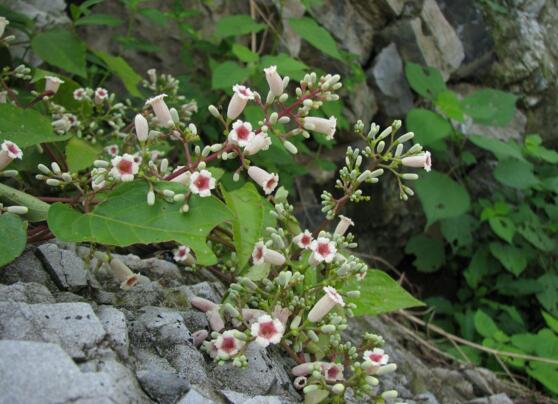 鸡屎藤的繁殖办法，播种扦插皆可(附养护技巧)