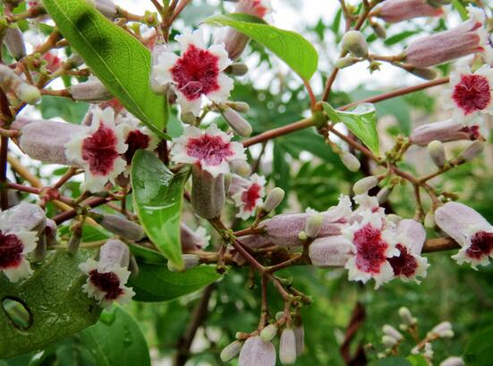 鸡屎藤的繁殖办法，播种扦插皆可(附养护技巧)