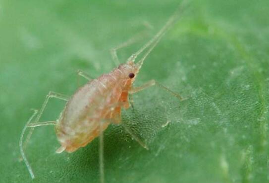 鸡屎藤的繁殖办法，播种扦插皆可(附养护技巧)