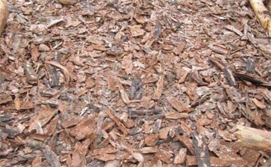 树皮发酵最简单的办法，详解松树皮与柳树皮发酵办法