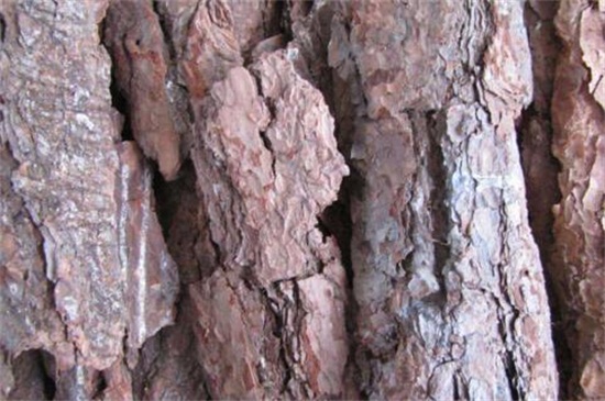 树皮发酵最简单的办法，详解松树皮与柳树皮发酵办法