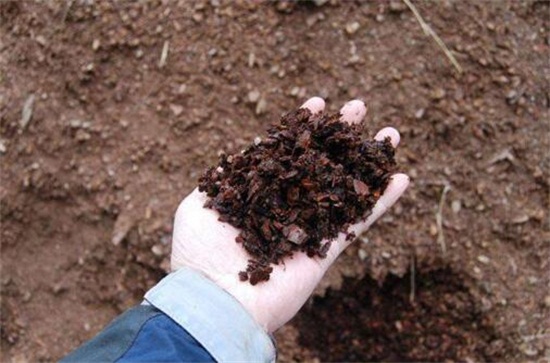 树皮发酵最简单的办法，详解松树皮与柳树皮发酵办法