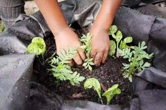 复合肥浇花比例是多少，复合肥浇花的办法与作用