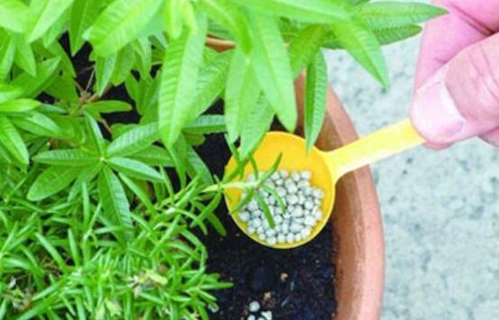 复合肥浇花比例是多少，复合肥浇花的办法与作用