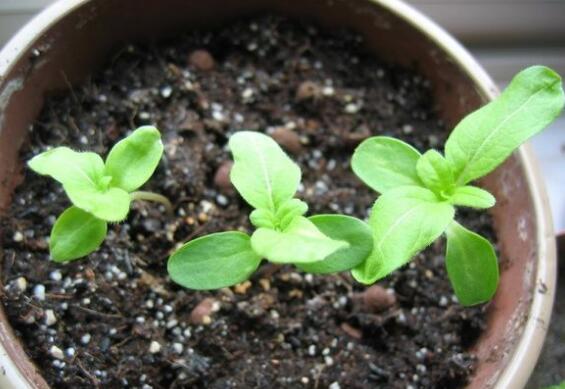 复合肥浇花比例是多少，复合肥浇花的办法与作用