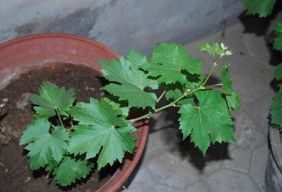 复合肥浇花比例是多少，复合肥浇花的办法与作用