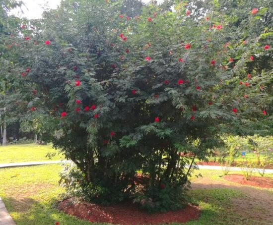 朱缨花属的养殖办法,5个方面手把手教会养殖朱缨花