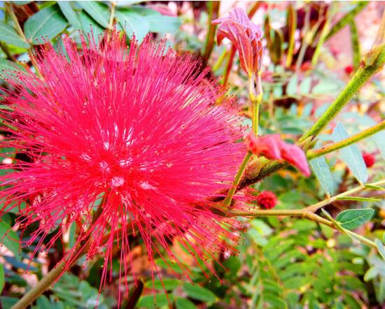 朱缨花属的养殖办法,5个方面手把手教会养殖朱缨花