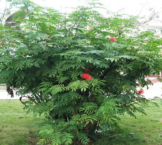 朱缨花属的养殖办法,5个方面手把手教会养殖朱缨花